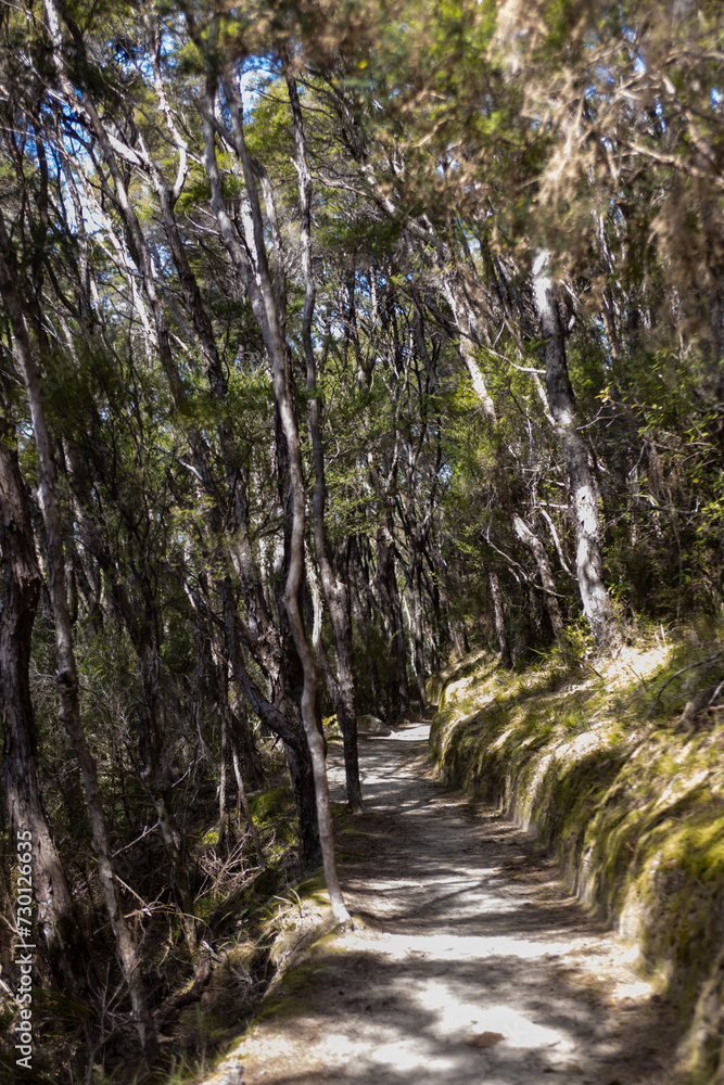 path between tropical forest in abel tasman in new zealand path between tropical forest in abel tasman in new zealand