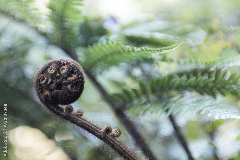 tree fern branch on abel tasman island in new zealand tree fern branch on abel tasman island in new zealand