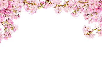 Fresh bright pink cherry blossom flowers on a tree branch in spring, sakura springtime season, isolated against a transparent background.