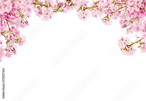 Fresh bright pink cherry blossom flowers on a tree branch in spring, sakura springtime season, isolated against a transparent background. #730127423