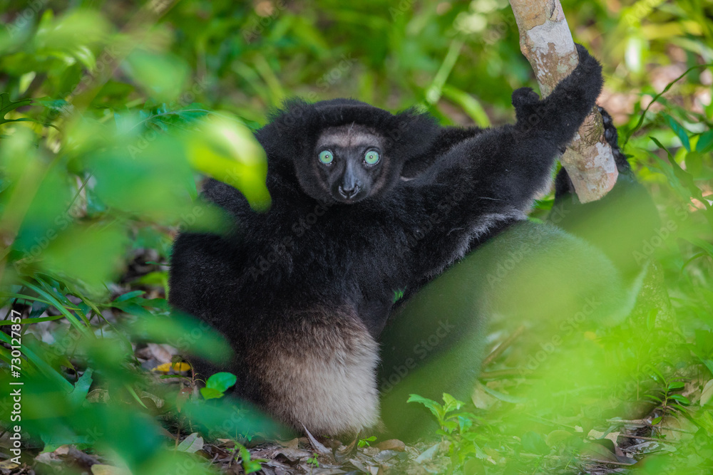 Obraz premium Lemur Indri indri, babakoto largest lemur from Madagascar