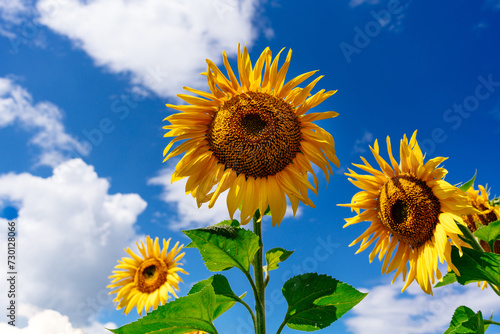 Three bright yellow sunflowers against blue sky