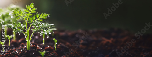 Young Plant Carrot, Growing plant, dewdrop. Horizontal. Background with copy space. Banner