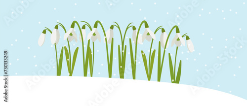 Snowdrops bloomed on a snowy meadow on a winter day, flat cartoon drawing. Spring landscape with flowers to create a holiday card.