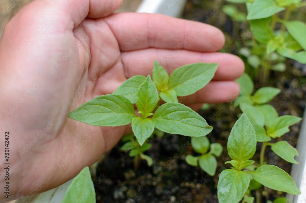 Purple and green basil seedlings in a greenhouse. High quality photo