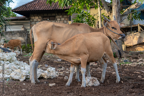 Two tan cows in a farmyard; one is an adult and the other is a calf