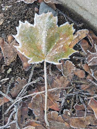 Herbst, Winter, Frost, Vereistes Laubblatt,  (ID: 730144250)