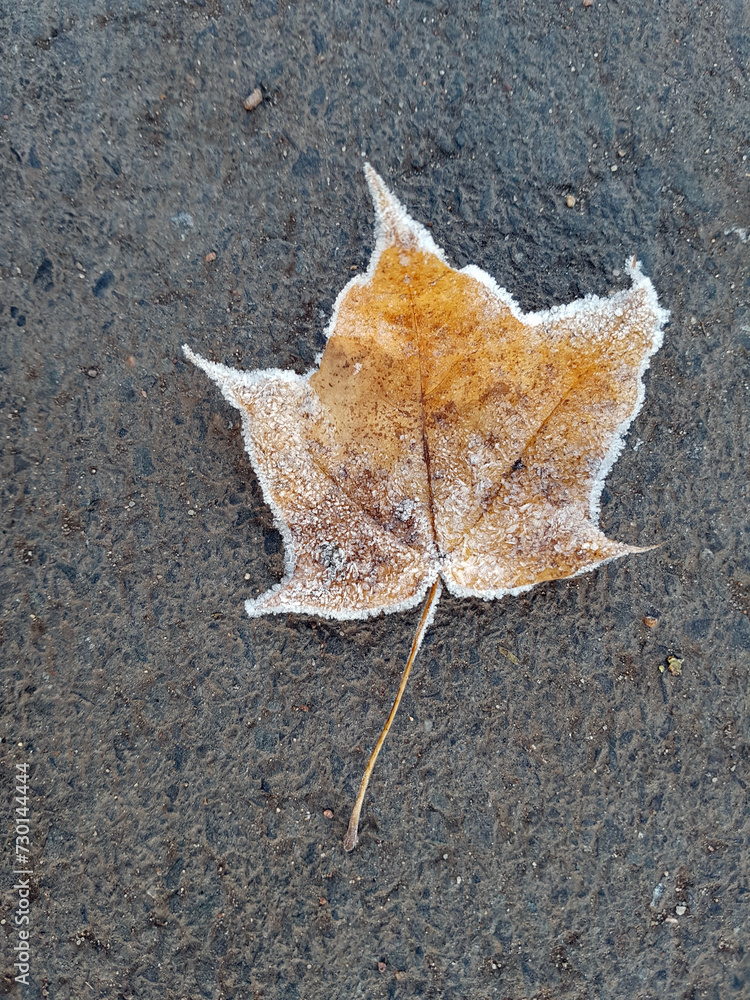 Herbst, Winter, Frost, Vereistes Laubblatt, Herbst, Winter, Frost, Vereistes Laubblatt,