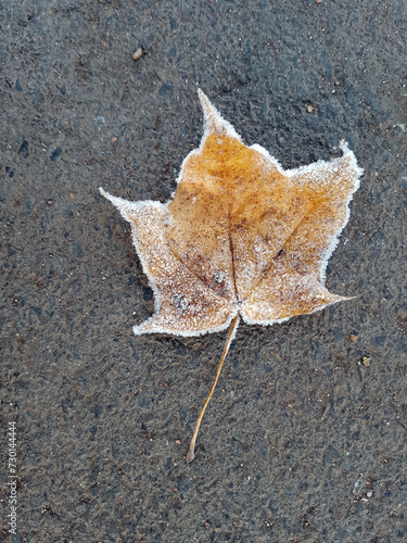 Herbst, Winter, Frost, Vereistes Laubblatt,  (ID: 730144444)