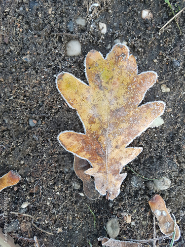 Herbst, Winter, Frost, Vereistes Laubblatt,  (ID: 730145042)