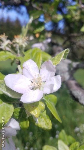 Kirschblüte Frühling (ID: 730145221)