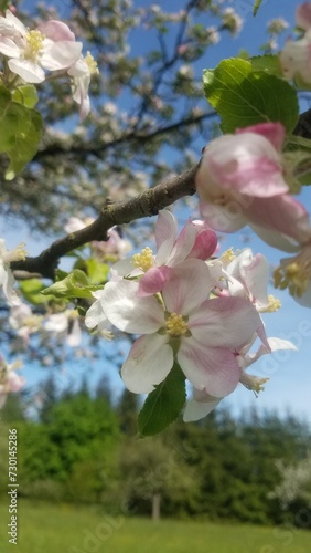 Kirschblüte Frühling (ID: 730145286)