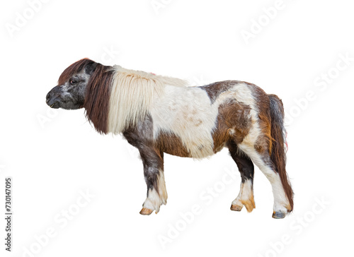 Picture of a white and brown dwarf horse. He was eating hay that the cowboys had prepared for him. In the middle of a large animal pen that is used as a space to show off the animals  abilities.