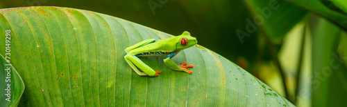 Red-eyed Tree Frog on a Leaf in Costa Rica Rain Forest Panorama photo