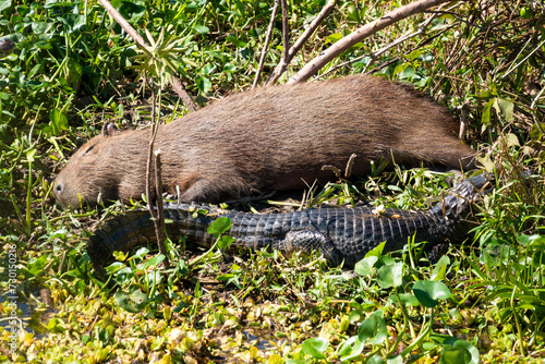 Capybara Laying Down With a Caiman in Pantanal, Brazil