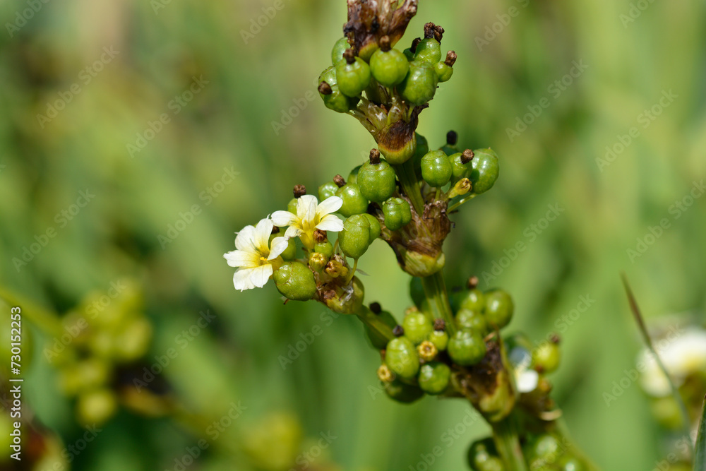 Pale Yellow-eyed Grass flowers and fruit