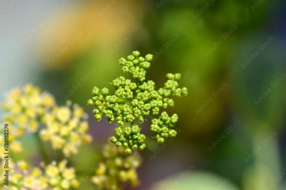 Dill flower buds Dill flower buds