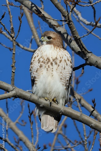 Juvenile Red-tailed Hawk perched in a tree at Riverdale Park South in Toronto, Ontario