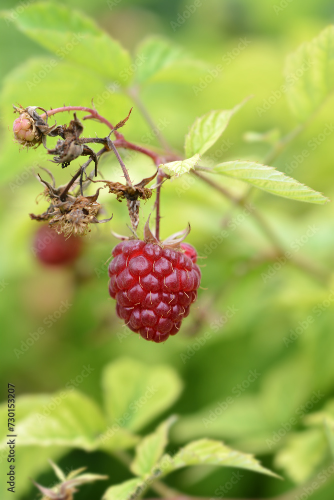 European red Raspberry European red Raspberry