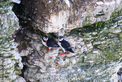 Puffins at Play: A Glimpse of Wildlife on Bempton Cliffs photo