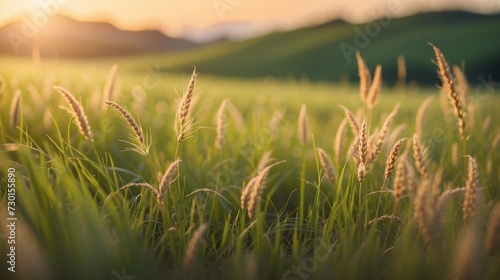  sunset in a meadow full of vegetation