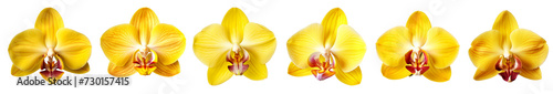 isolated illustration of yellow orchid flowers. Created with Generative AI