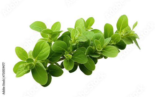 Fresh Marjoram Sprig in Vibrant Green Isolated on a Transparent Background PNG.