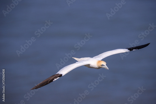 Graceful Flight: A Seagull Soars with Nesting Materials