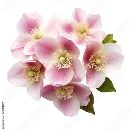 flower - Baby Pink...Bouquet. Hellebore  Serenity and tranquility