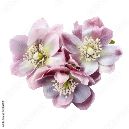flower - cute Bouquet. Hellebore: Serenity and tranquility