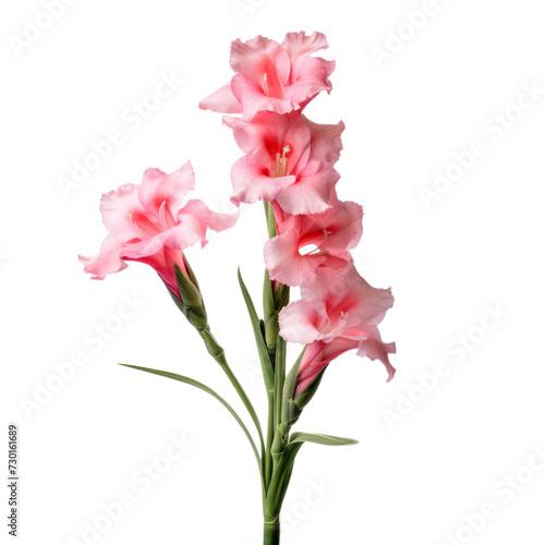 flower - Foxglove flowers in pink and peach symbolize sincerity and love