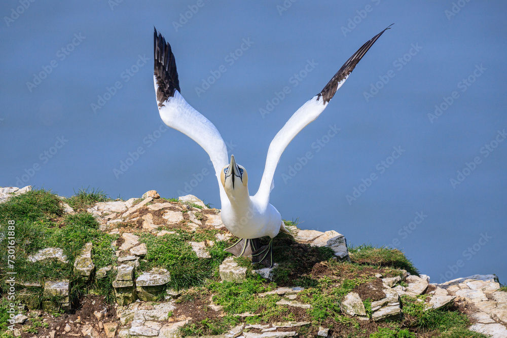 Fototapeta premium Graceful Gannet Takes Flight Amidst the Azure Sky