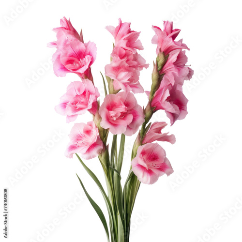 flower - Light pink Foxglove flowers symbolize sincerity and love.
