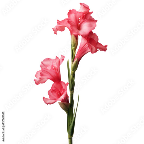 flower - one pink Foxglove flowers symbolize sincerity and love.