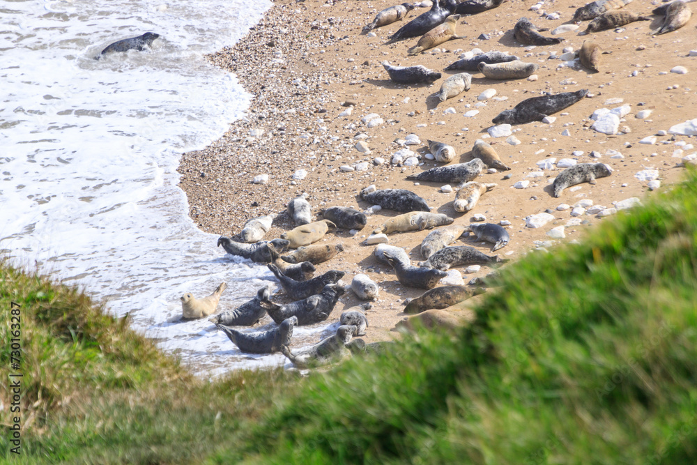 Fototapeta premium Peaceful Afternoon: Fur Seals Basking at Bempton Cliffs Beach