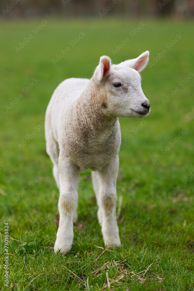Little white lamb on the meadow Little white lamb on the meadow