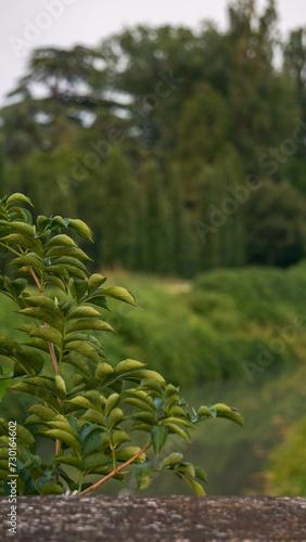 Small bush with forest area behind - Stock photo