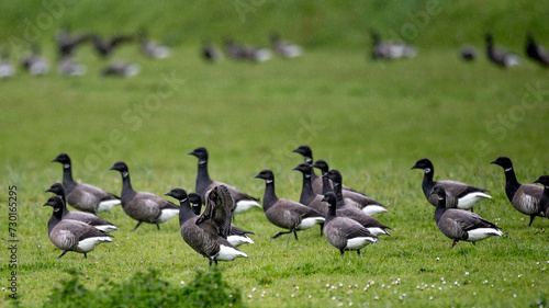 Quadro su tela Branta bernicla - Brant Goose - Bernache cravant