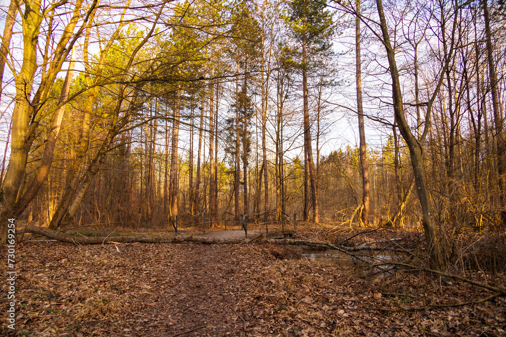 Fototapeta premium A fallen tree trunk lies on a forest path in Siebenbrunn after the storm