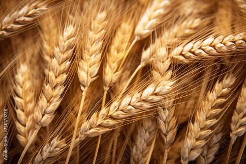 Close up view of ears of wheat