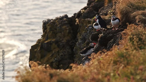 Puffin on the Látrabjarg cliff, Iceland