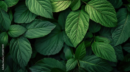 Green leaf texture background.