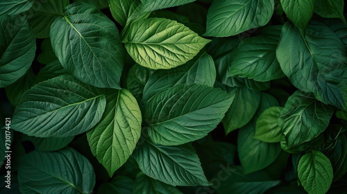 Green leaf texture background.