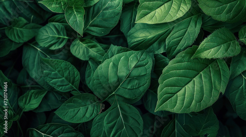 Green leaf texture background. © Santy Hong