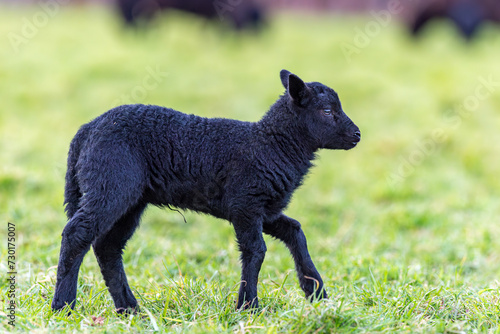 Walking Black Lamb  Side Profile View photo