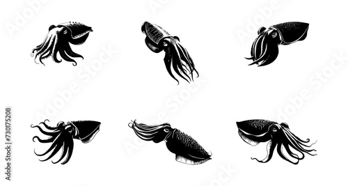 set of cuttlefish silhouettes on isolated background photo