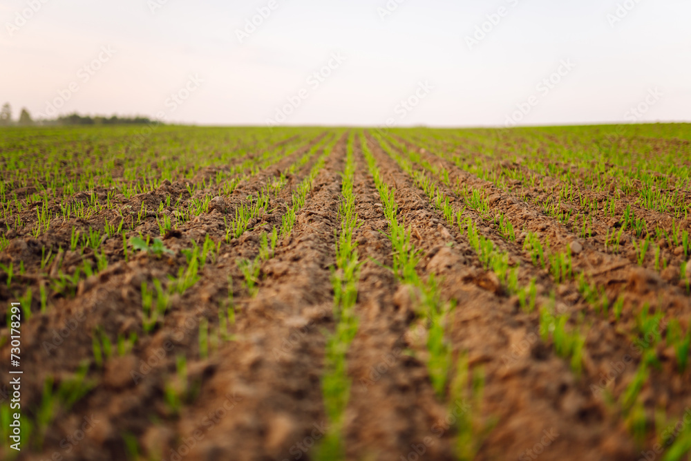 Young plants growing in a farmer's field. Agriculture concept. Growing agricultural crops, green shoots. Young plants growing in a farmer's field. Agriculture concept. Growing agricultural crops, green shoots.