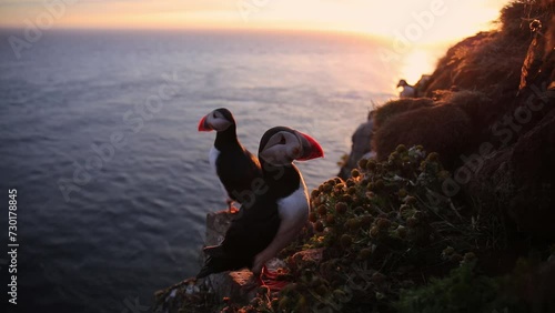 Puffin on the Látrabjarg cliff, Iceland