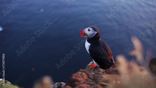Puffin on the Látrabjarg cliff, Iceland