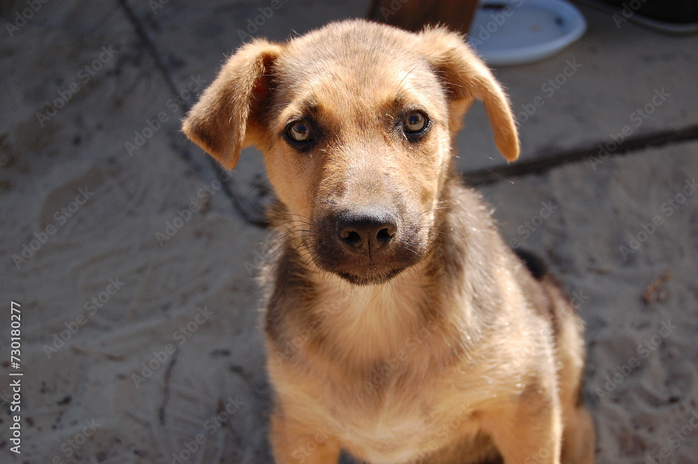 Dog puppy close-up on sand background. Pets. Homeless animals. Protection of animals Dog puppy close-up on sand background. Pets. Homeless animals. Protection of animals